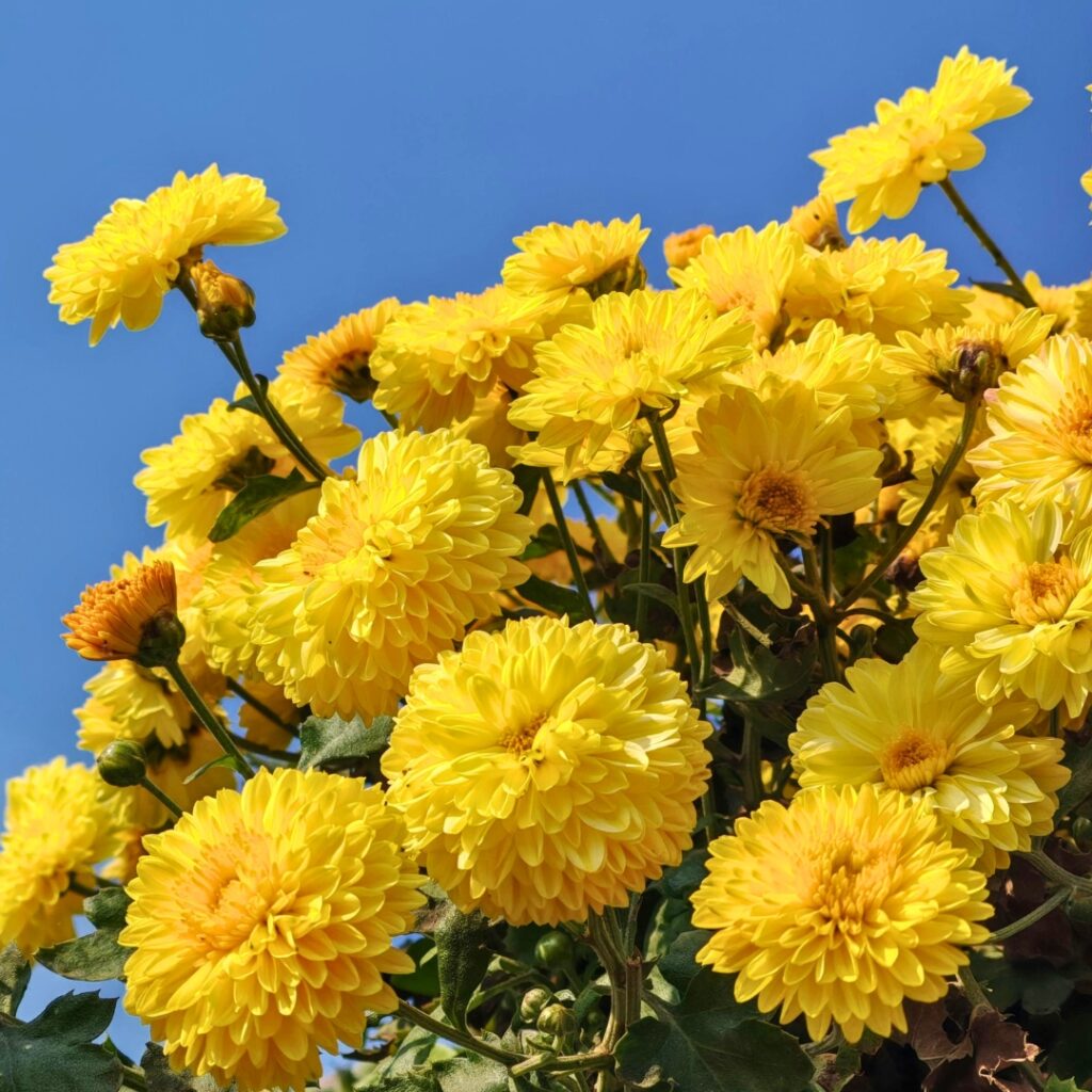 Blooming Chrysanthemum 1