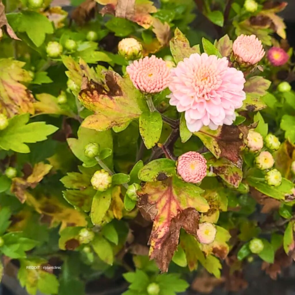 Brown leaves on Chrysanthemum 1