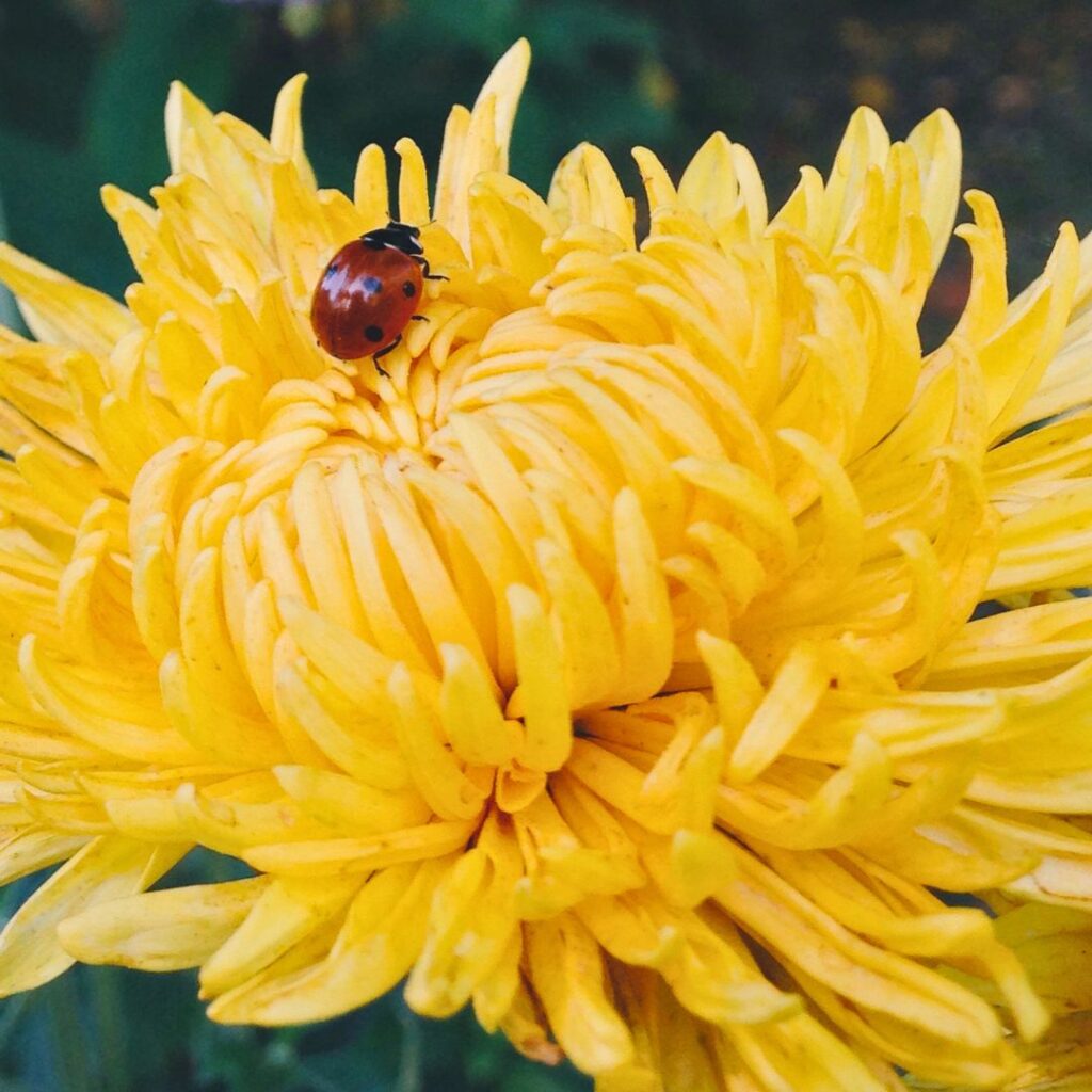 Bugs on Chrysanthemum 1