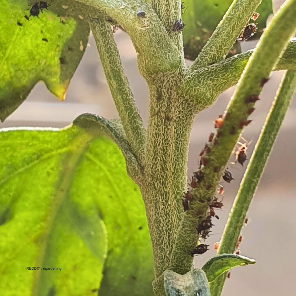 Bugs on Chrysanthemum Flower