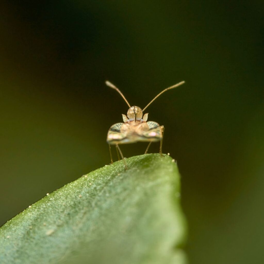 Bugs on Chrysanthemums
