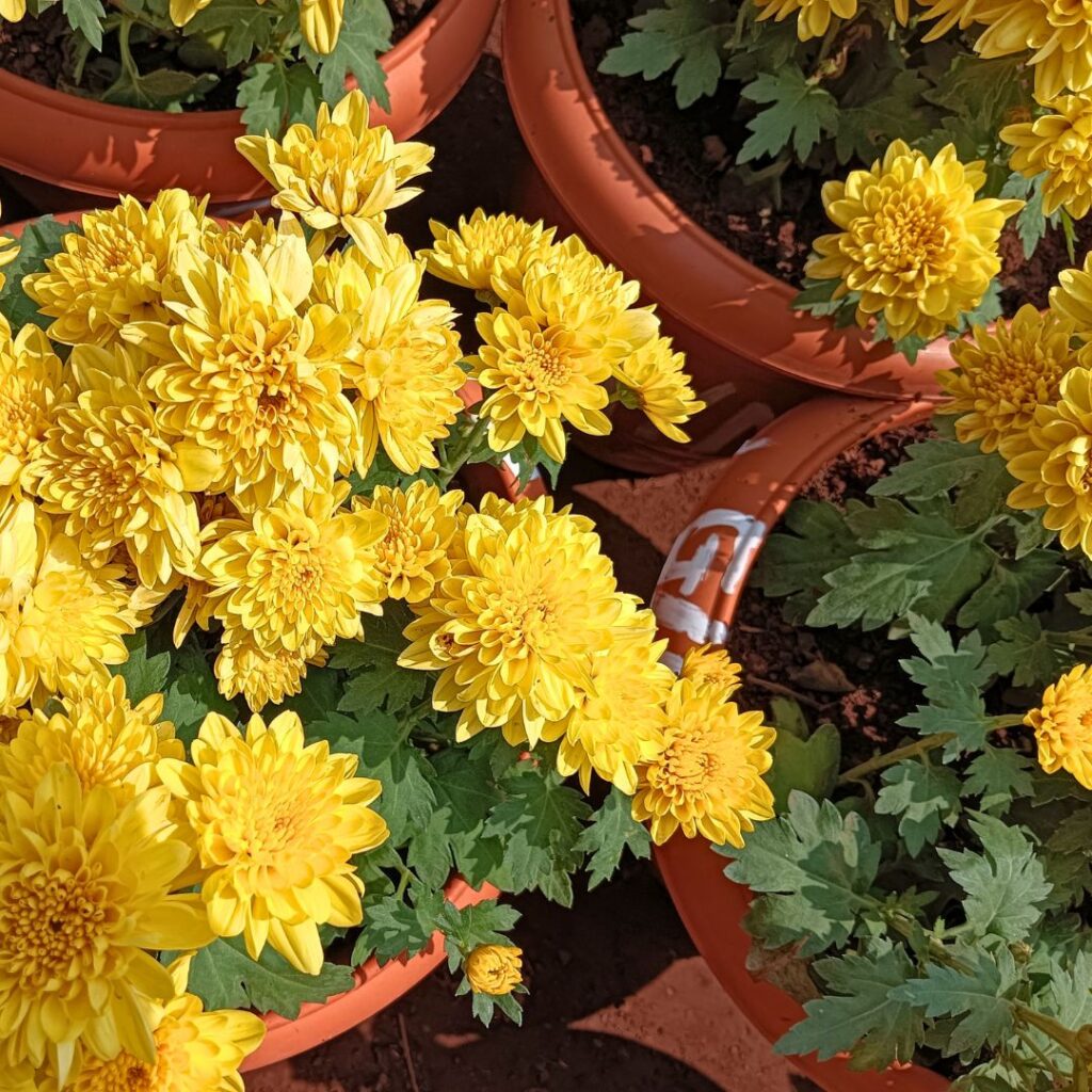 Chrysanthemum Drainage