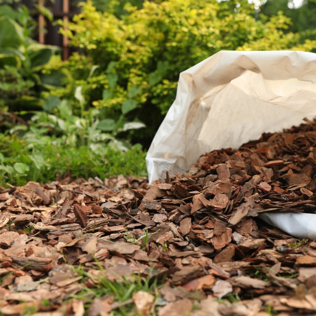 Chrysanthemum Mulch