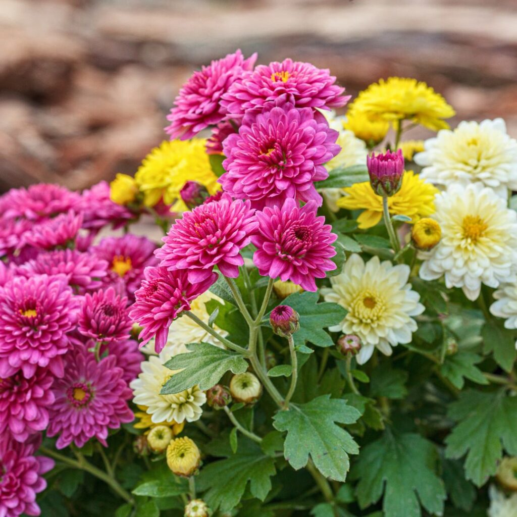 Chrysanthemum Plant 2