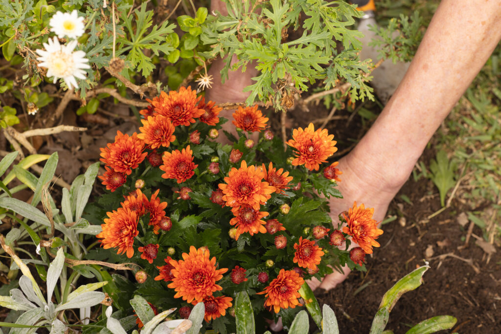 Chrysanthemum flower in soil