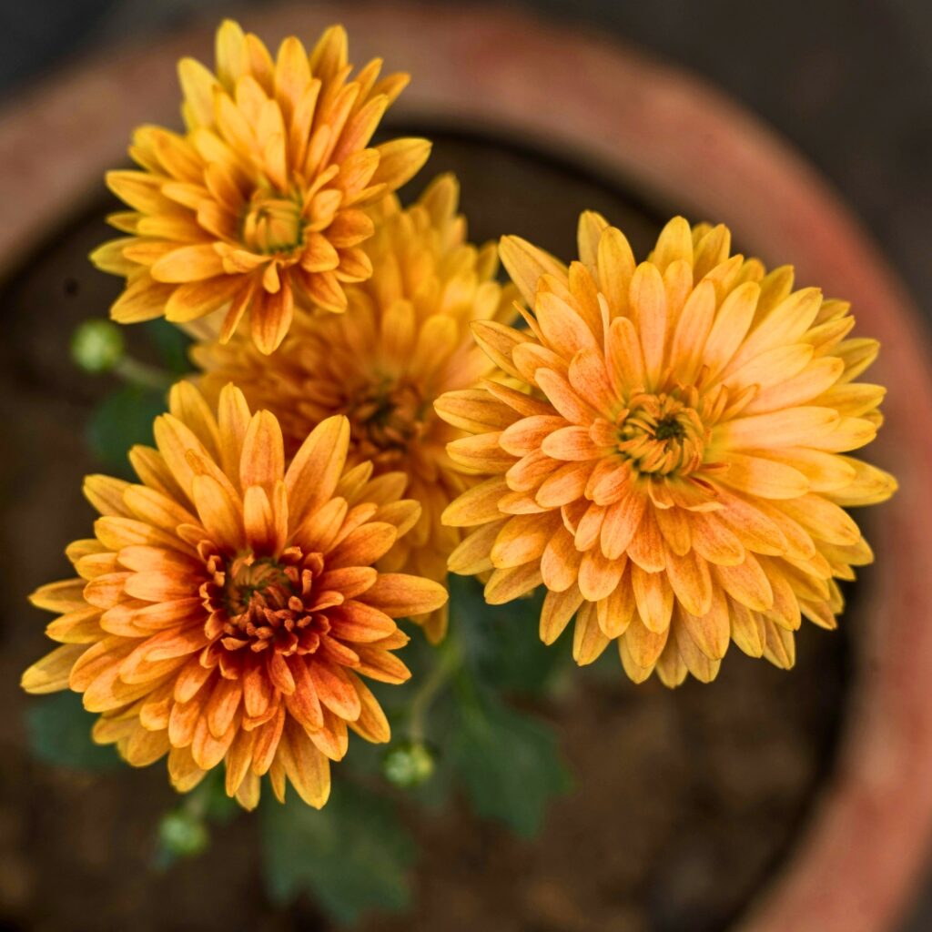 Chrysanthemum in Teracotta Pot