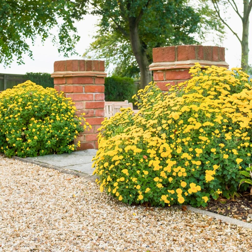 Chrysanthemum in borders
