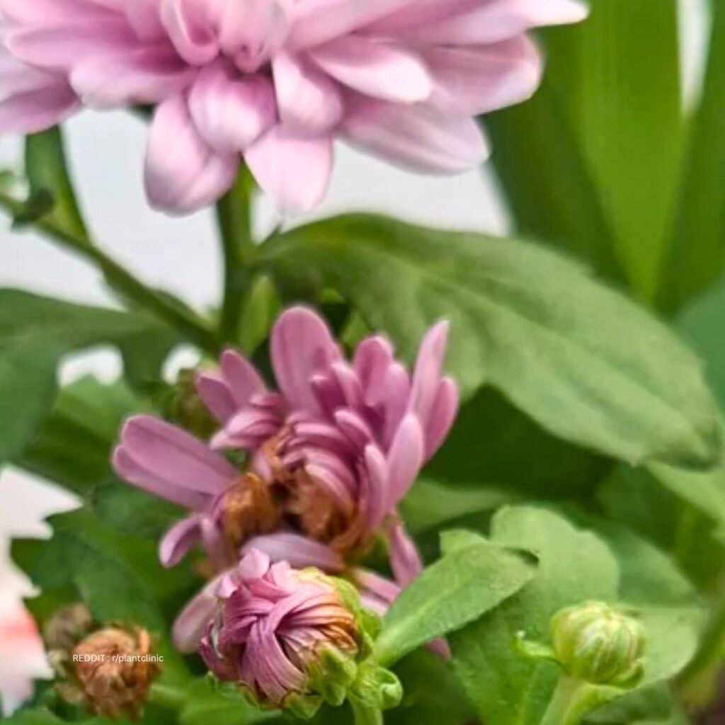Chrysanthemum not Blooming
