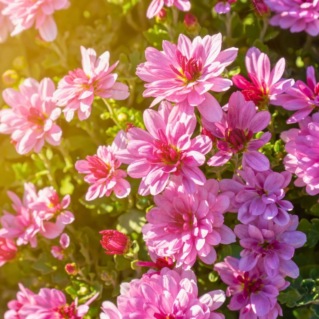 Chrysanthemum plant In sunlight 2