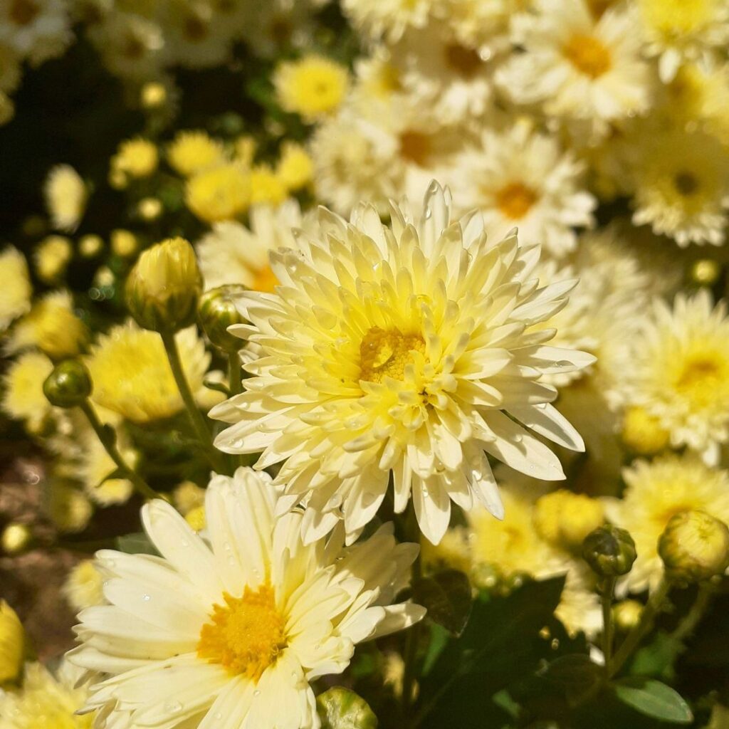 Chrysanthemums