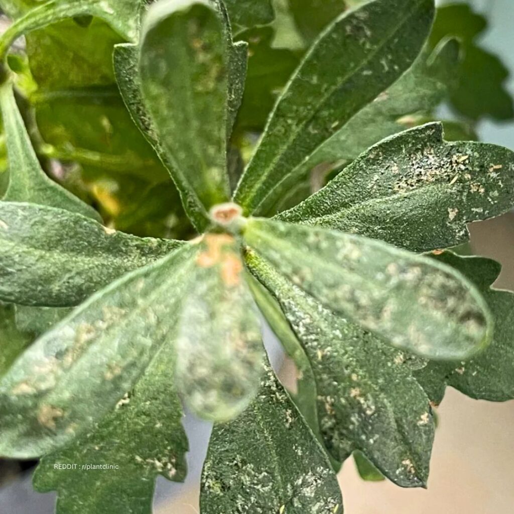 Chrysanthemums Disease