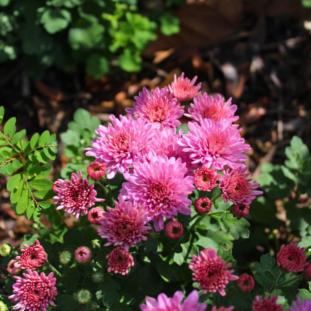 Chrysanthemums in Morning Sunlight
