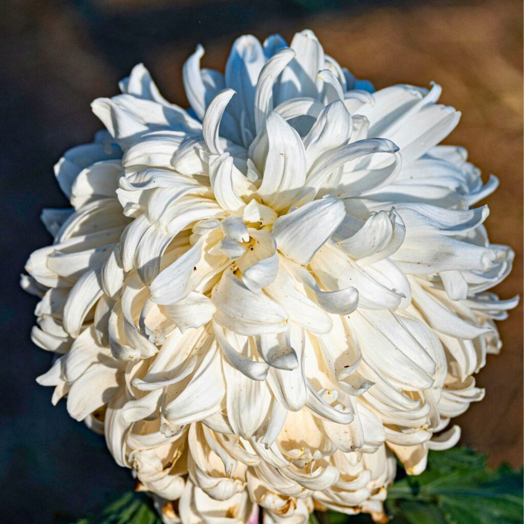 Chrysanthemums in Sunlight 1