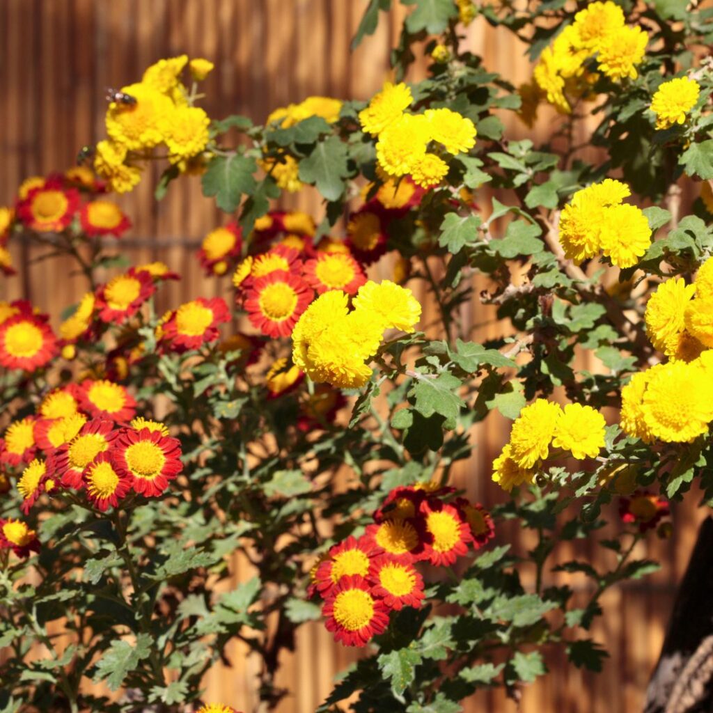 Chrysanthemums in shades