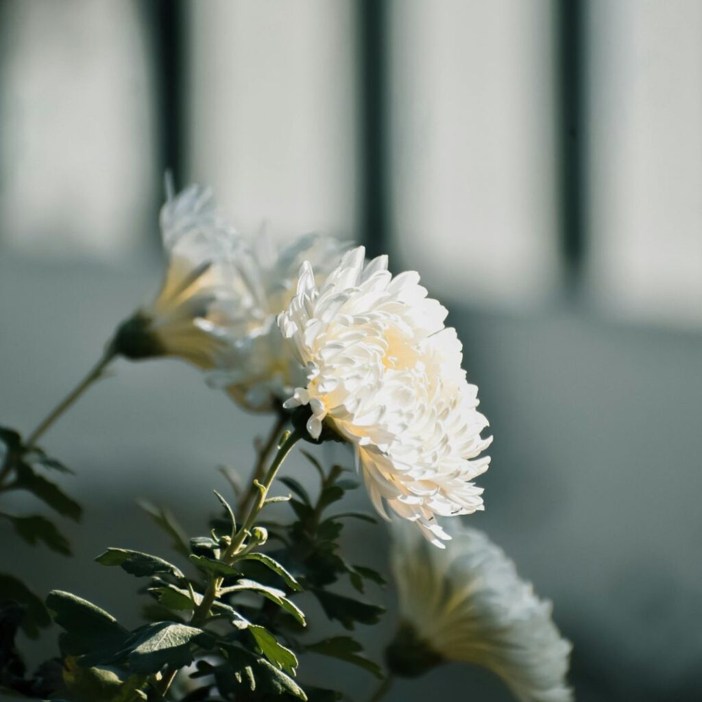 Chrysanthemums in shades 2