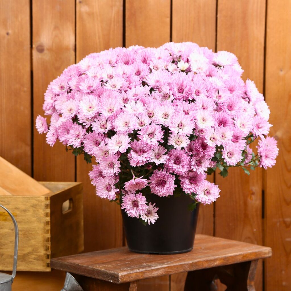 Cultivating Chrysanthemums Indoors