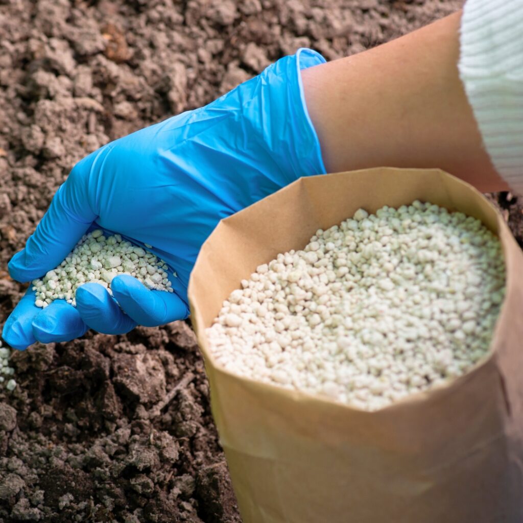 Fertilizing Chrysanthemum
