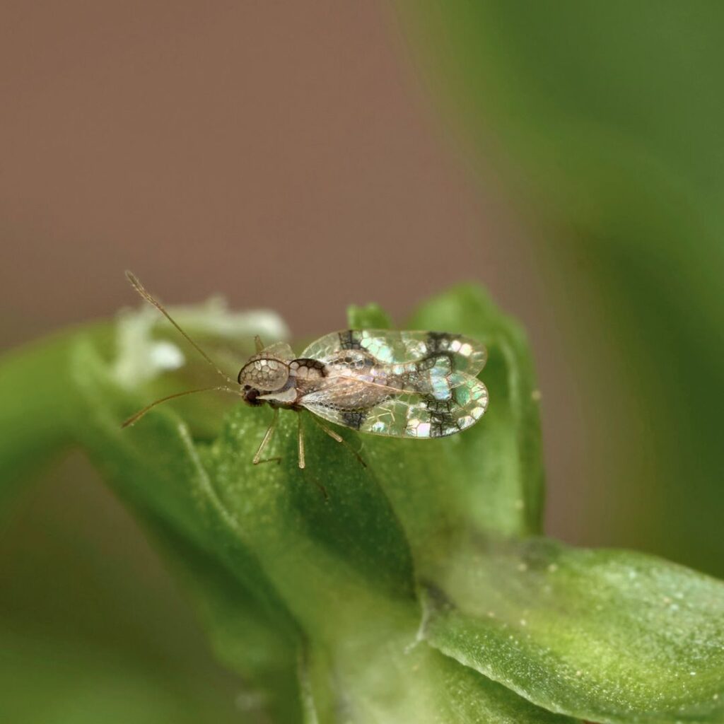 Lace Bugs on Chrysanthemum