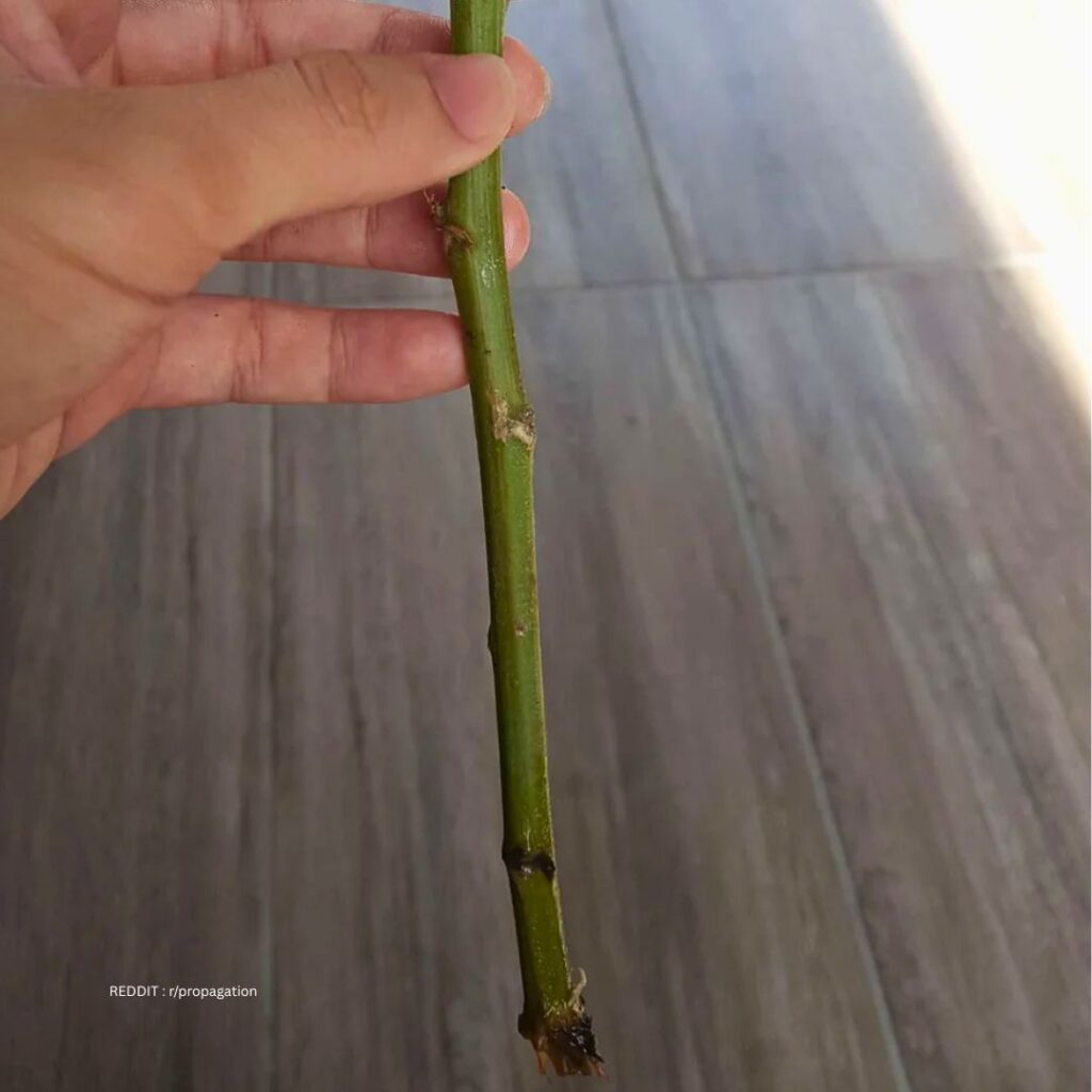Propagate Chrysanthemums from Cuttings 1