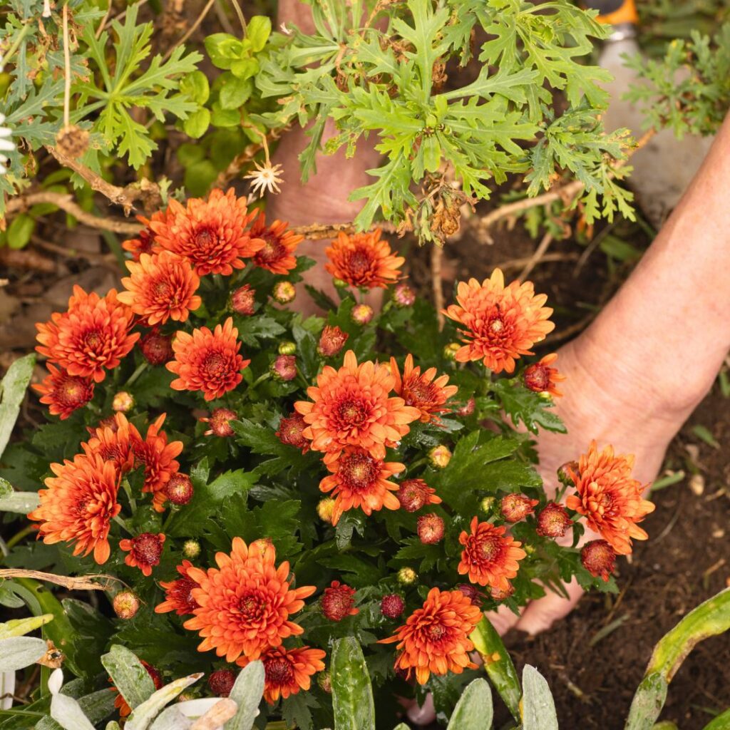 Propagating Planting Chrysanthemums