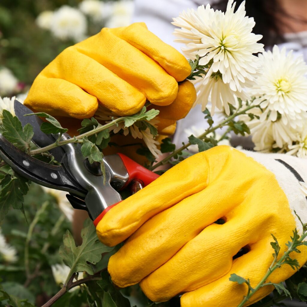 Pruning Chrysanthemum