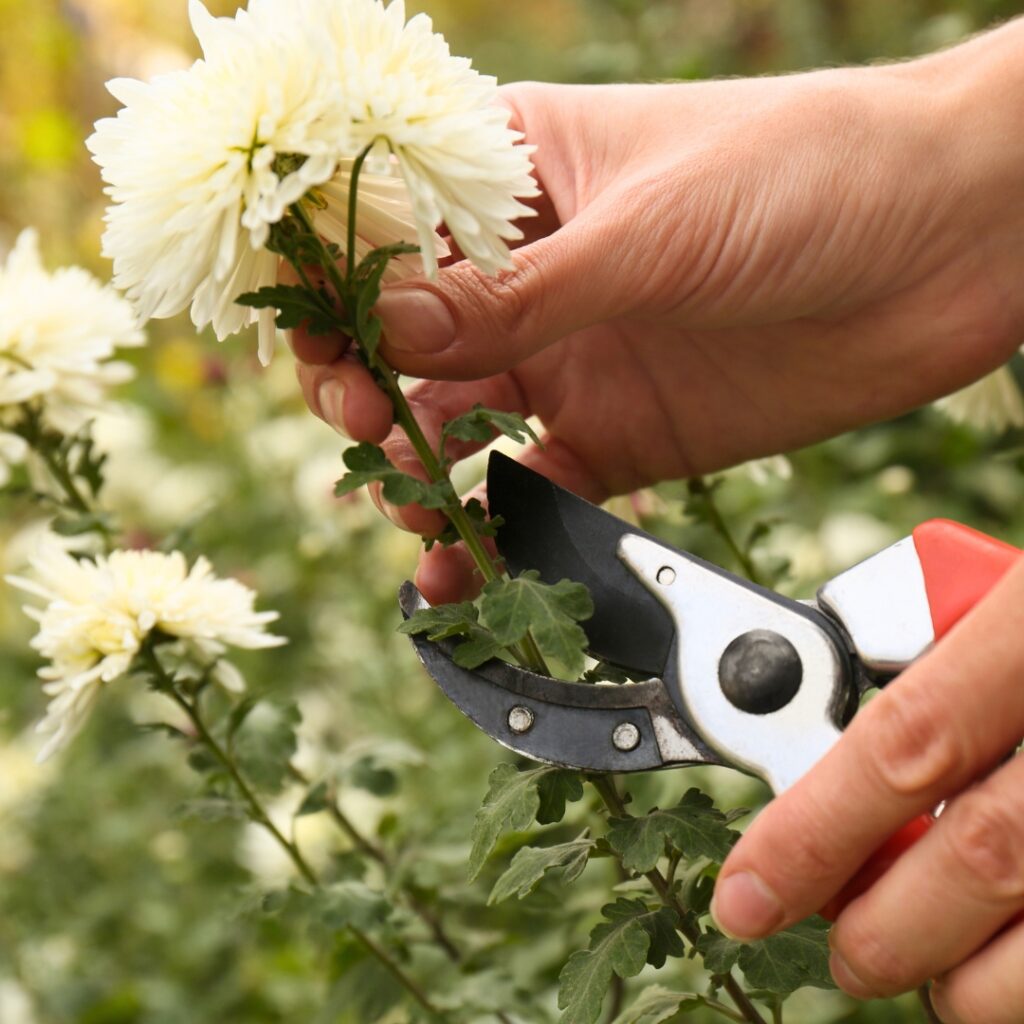 Pruning Chrysanthemum 2