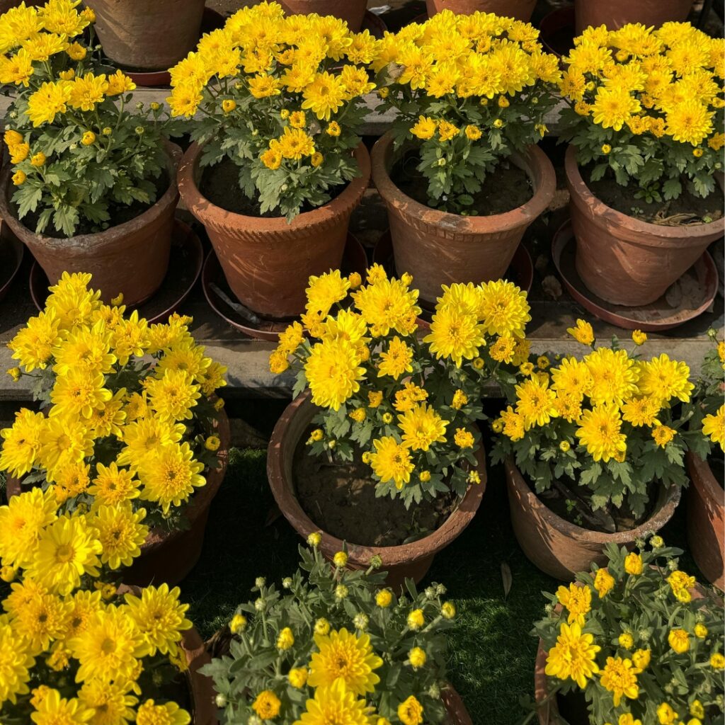 Teracotta Pots for Chrysanthemum