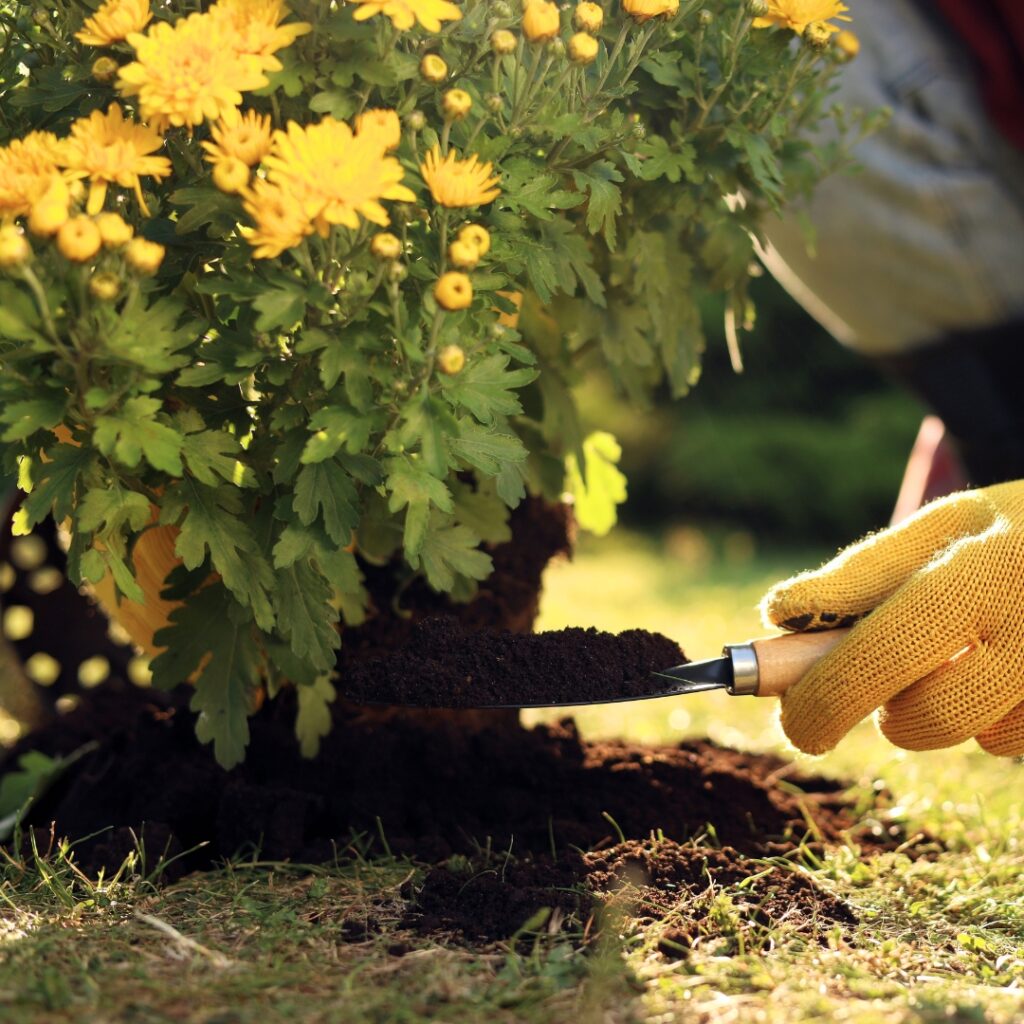 Transplanting Chrysanthemum