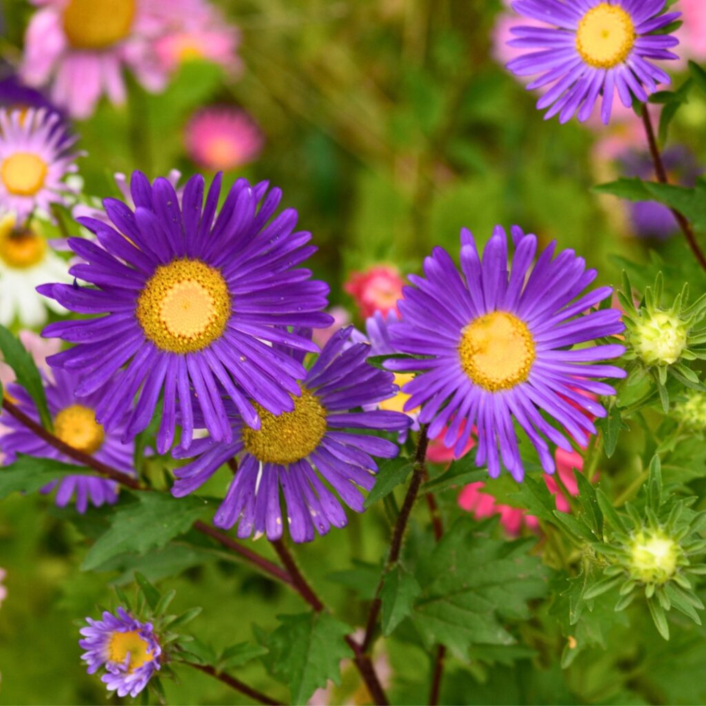 Types of Asters 1