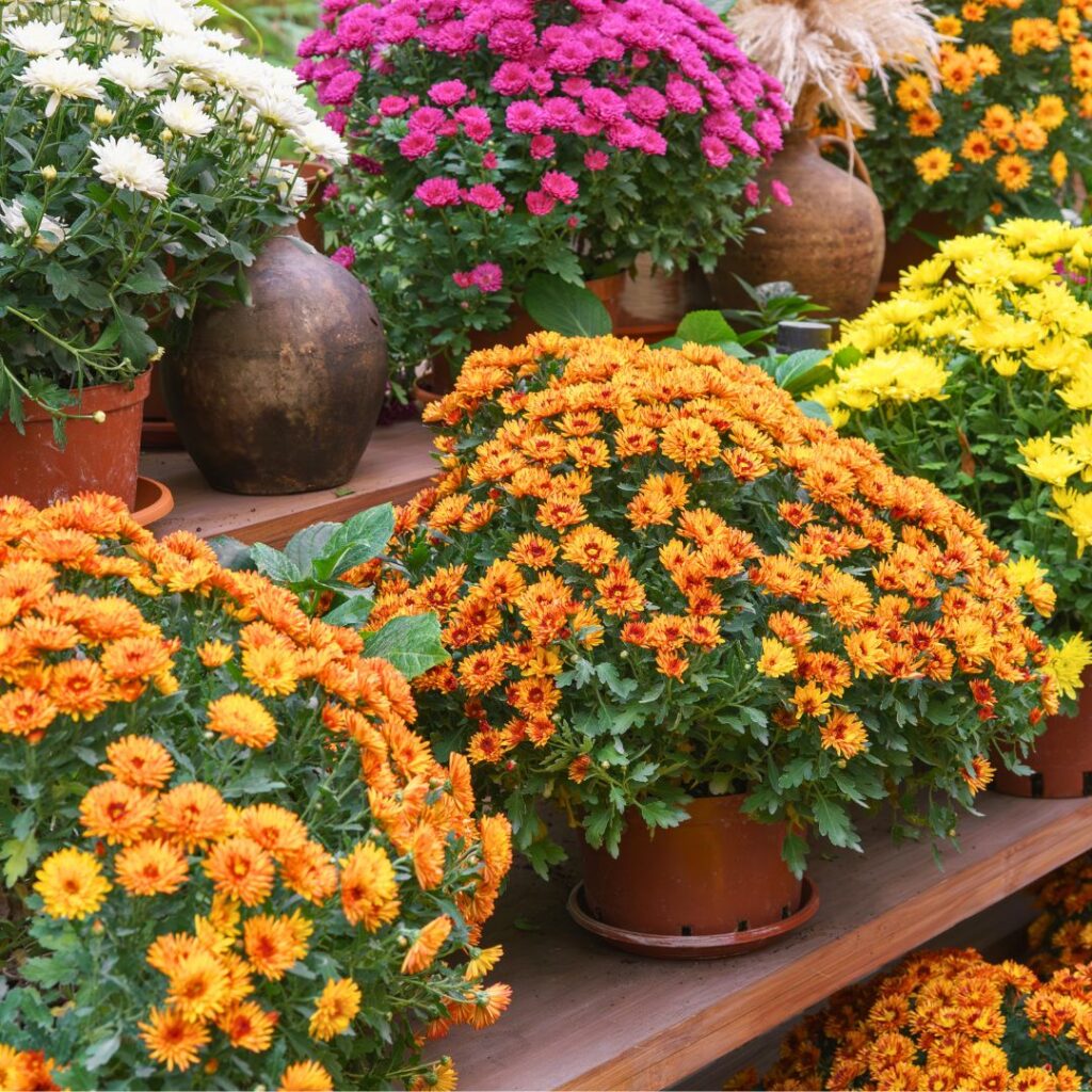 Understanding Chrysanthemum Varieties