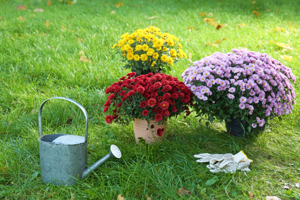 Waterimg Chrysanthemum
