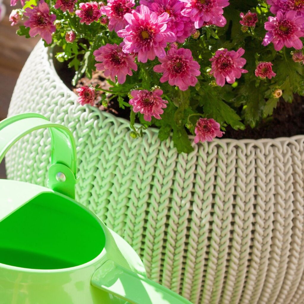 Watering Chrysanthemum 1
