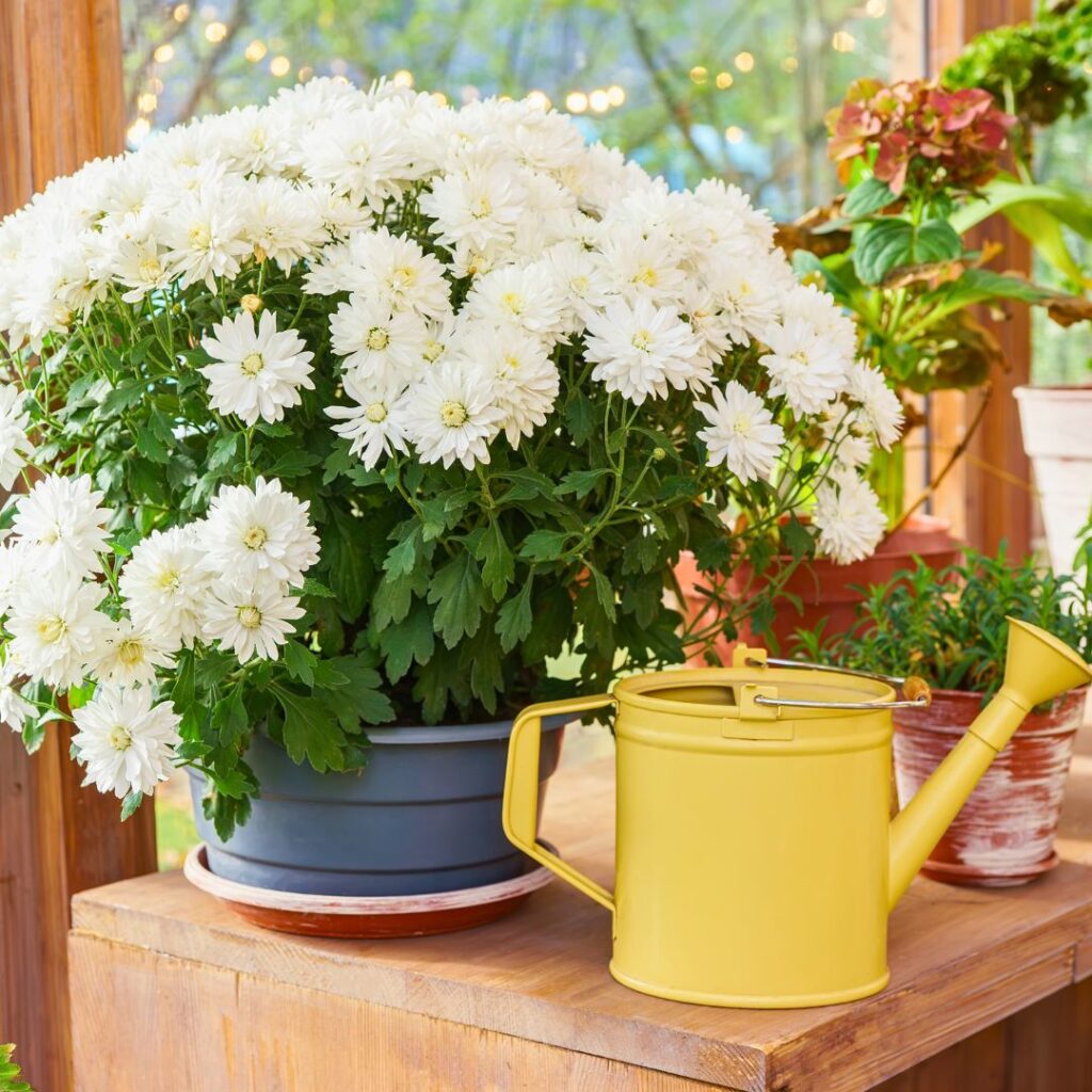 Watering Chrysanthemum