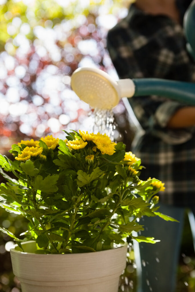 Watering Yellow Chrysanthemum