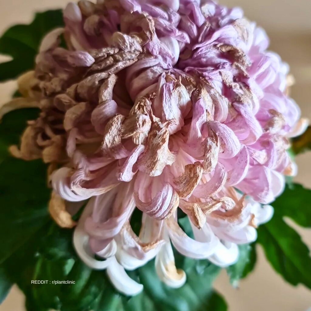 Wilting Chrysanthemum 1