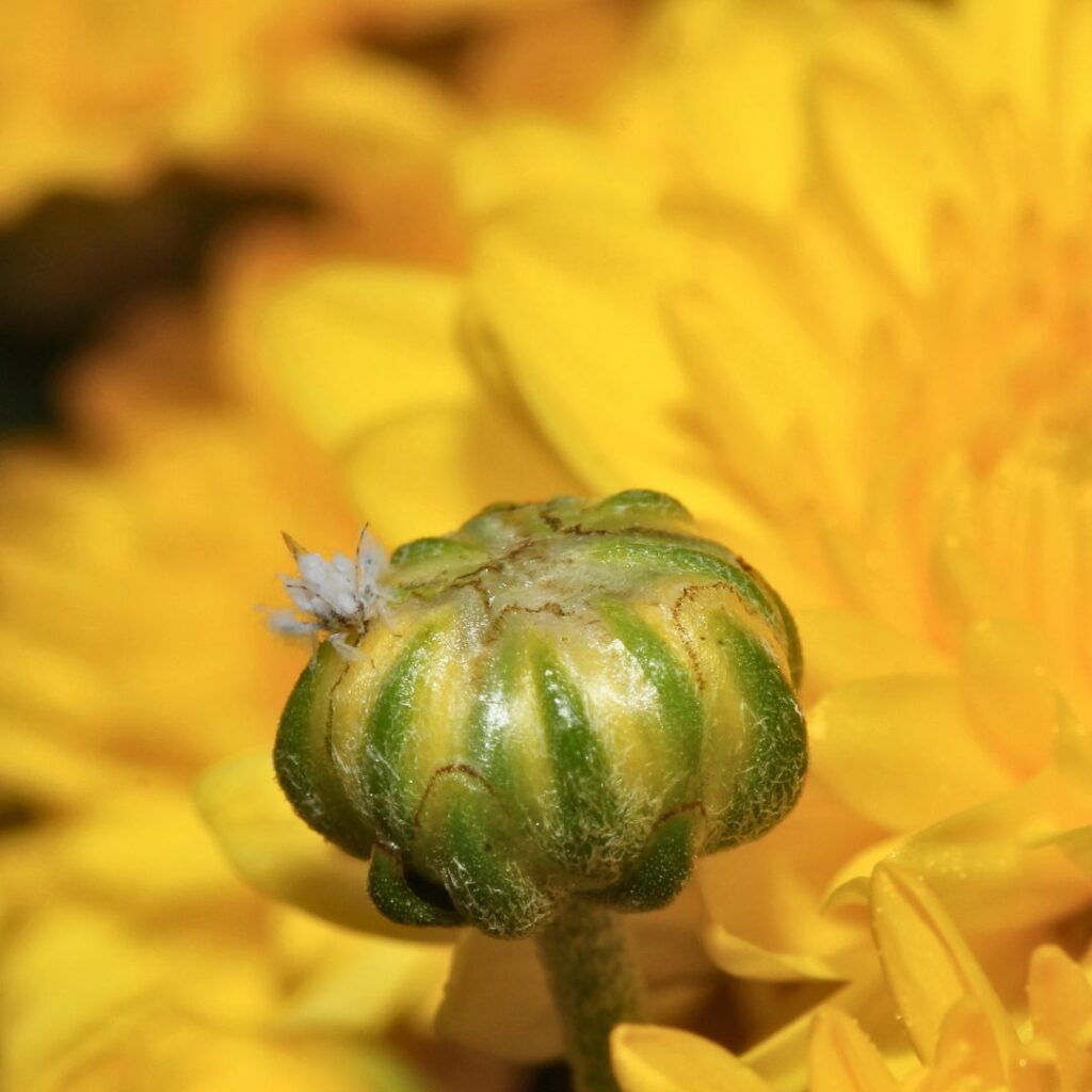 aphids on Chrysanthemum Plant