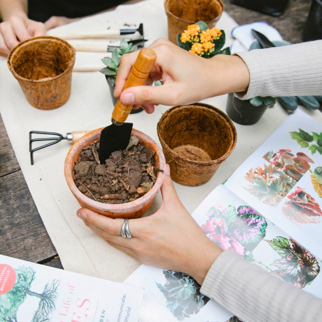 potting Soil Mix for Chrysanthemum