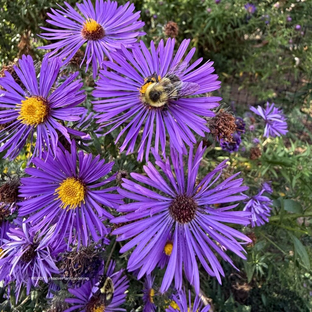Annual vs Perennial 1