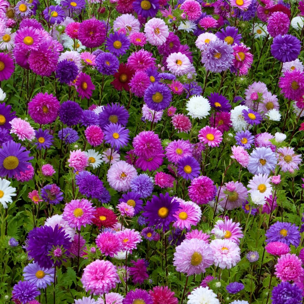 Aster Flower Bed