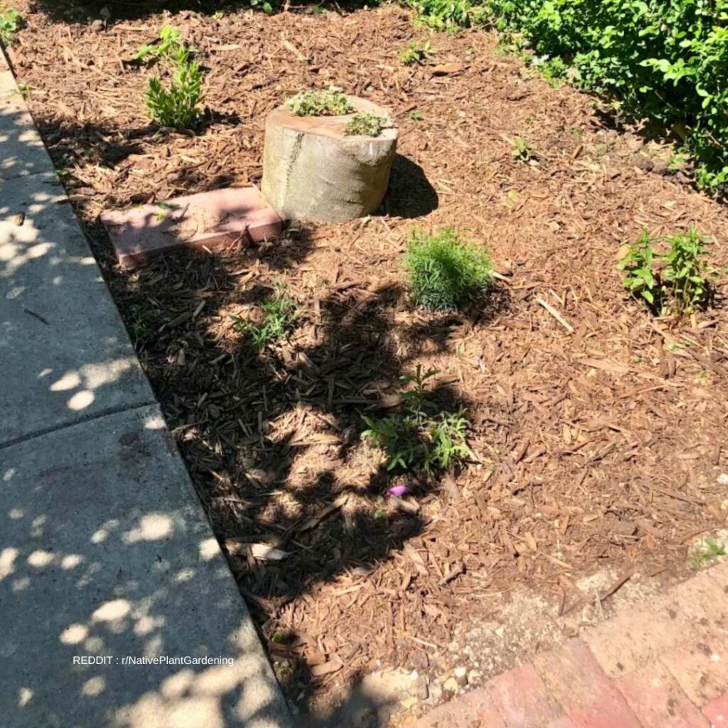 Aster Mulching
