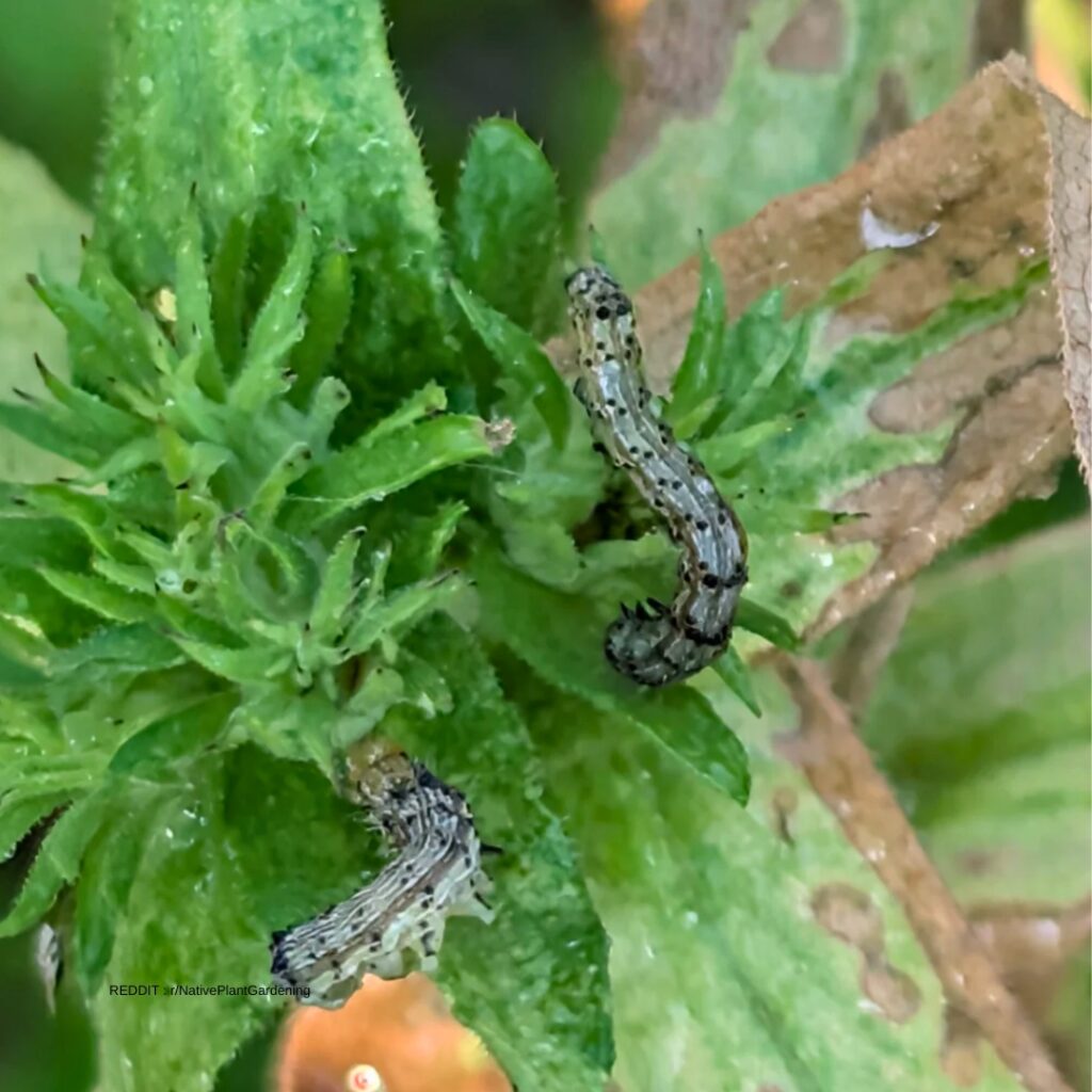 Aster Pests 1