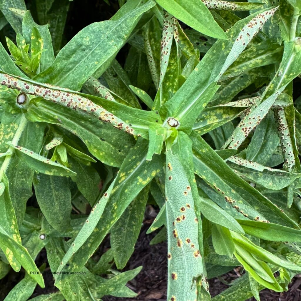 Aster Pests 2