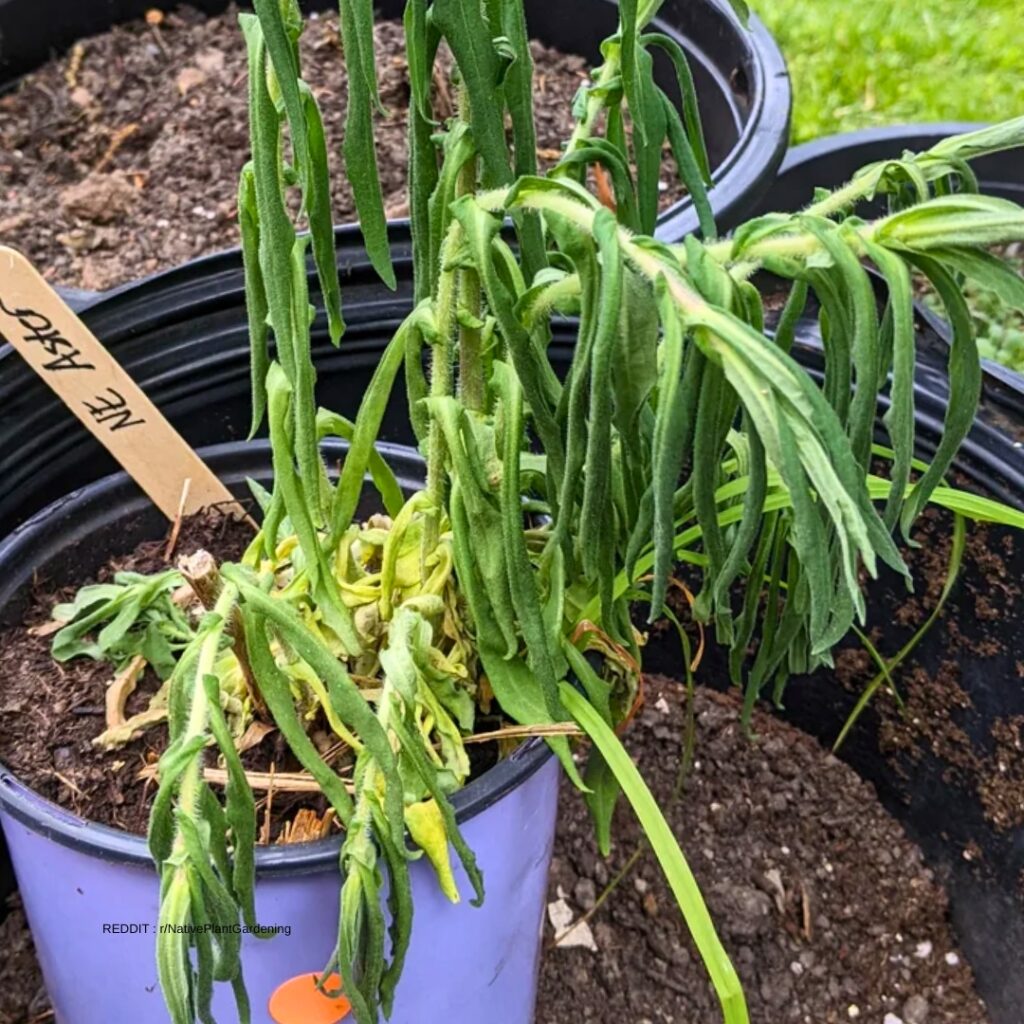 Aster after care