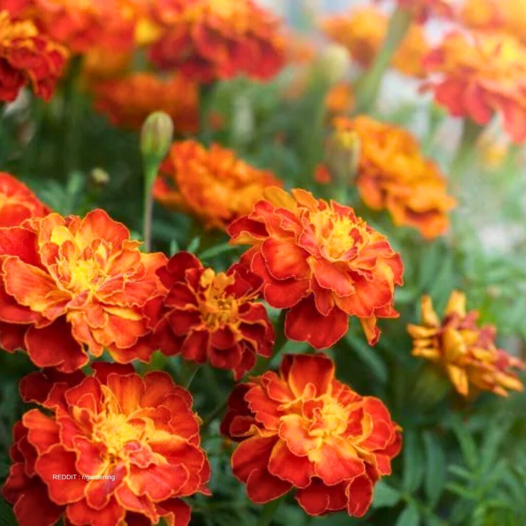 Aster companion 1