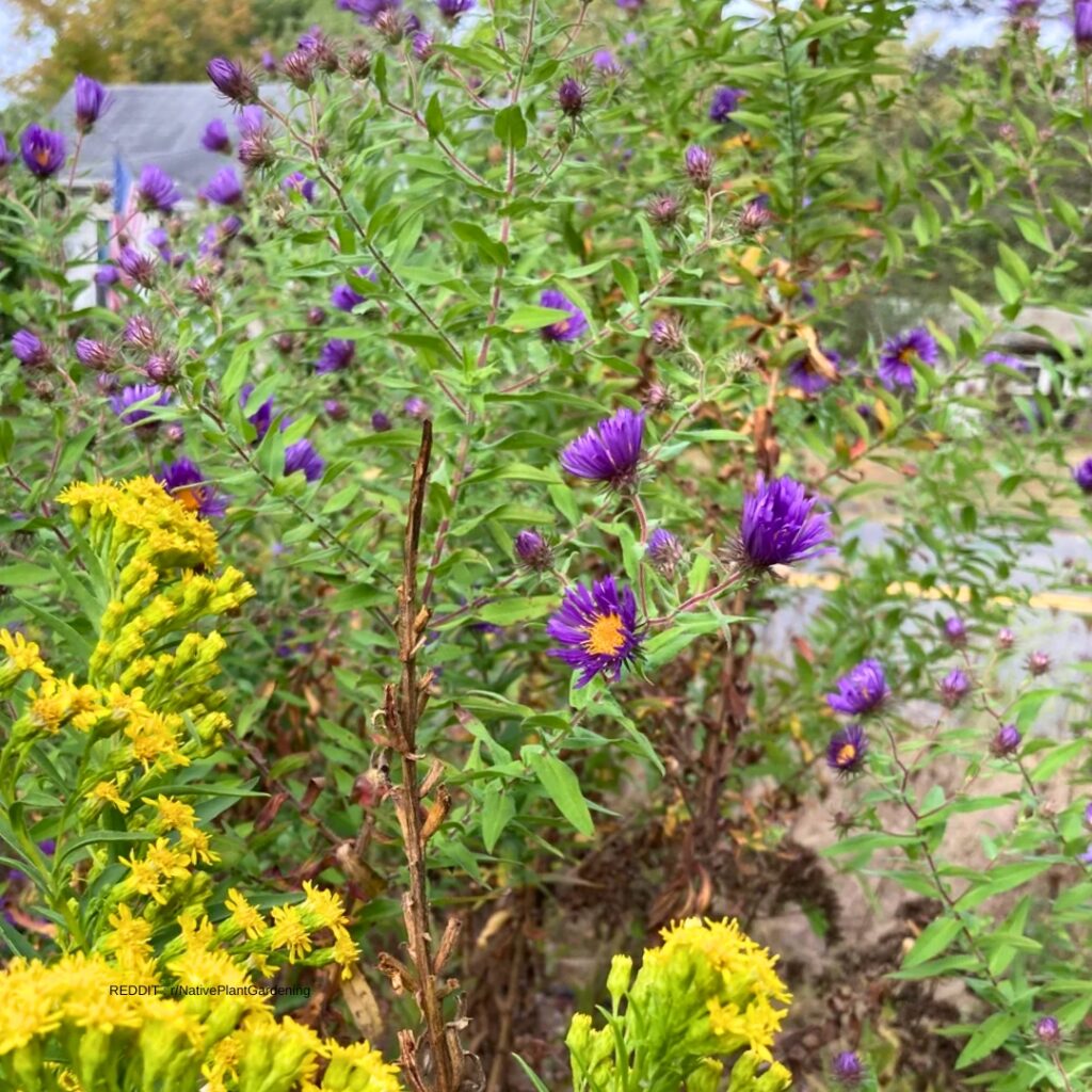 Aster companion