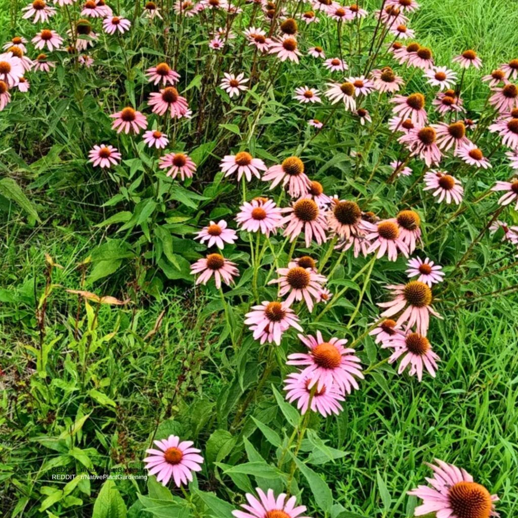 Aster companion Coneflower