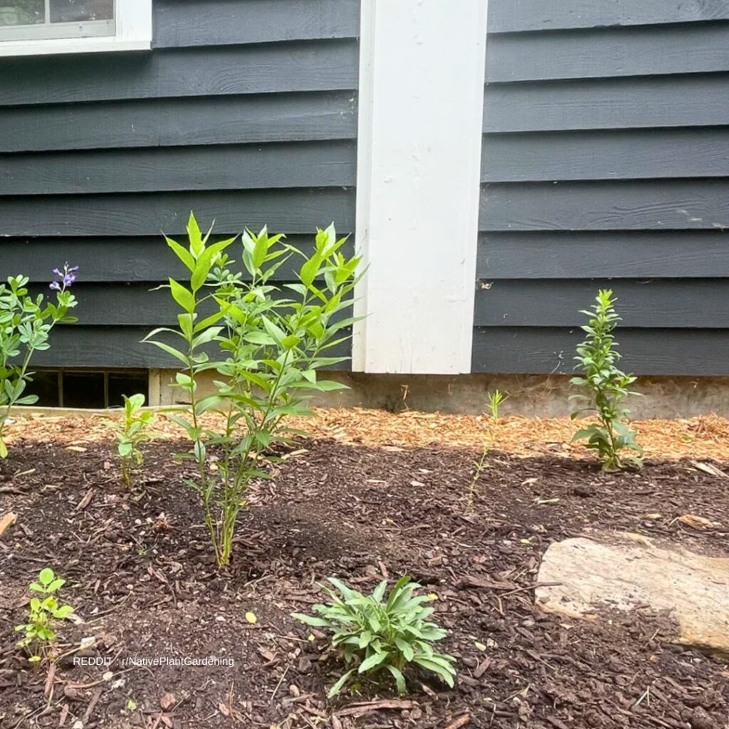 Aster in ground