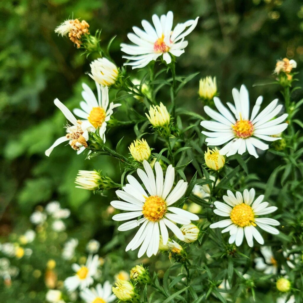 Aster in spring