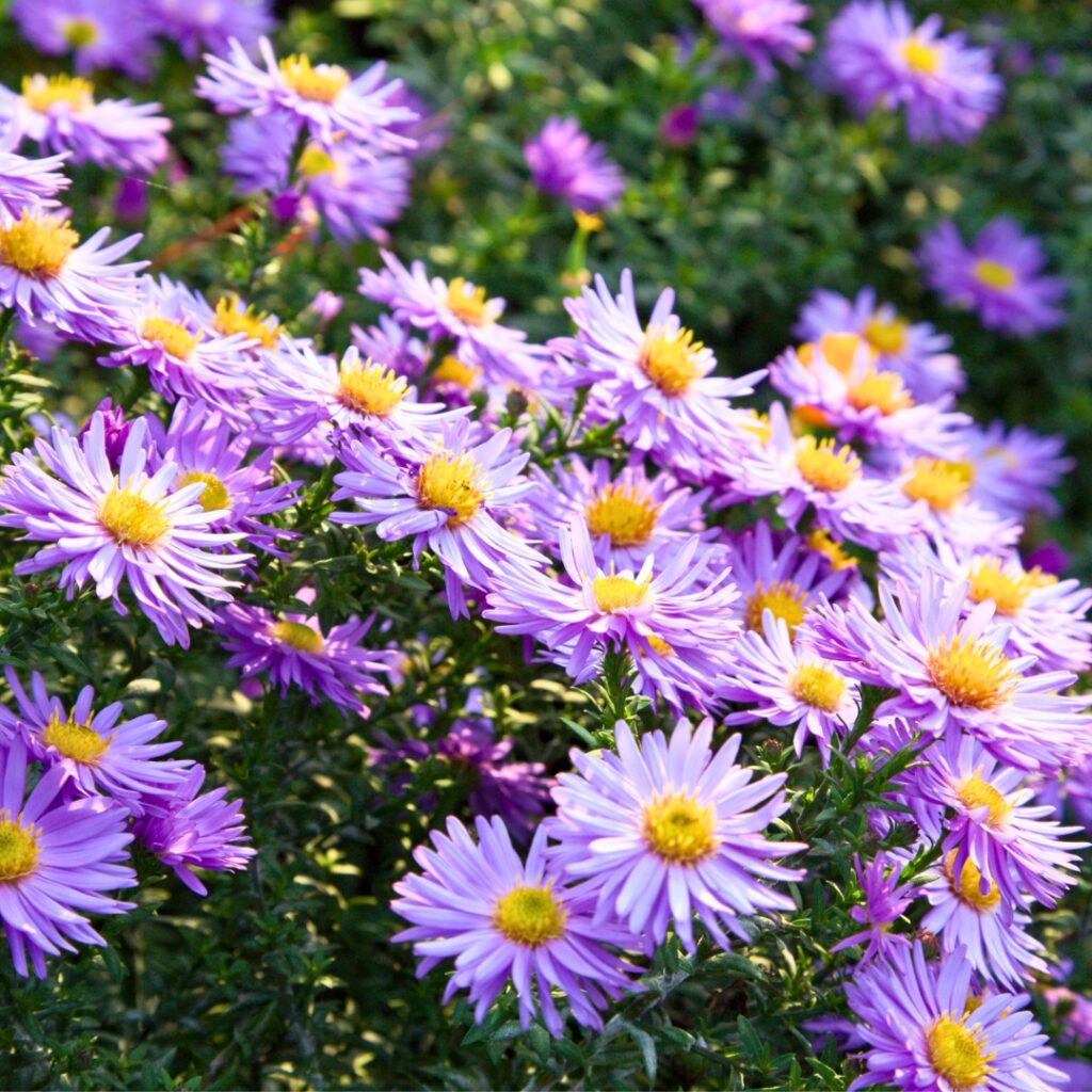 Aster landscape decoration 1
