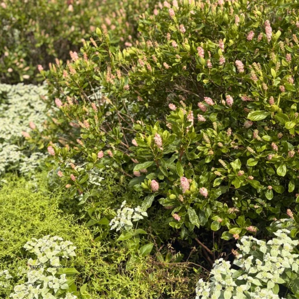 Aster paring mistake